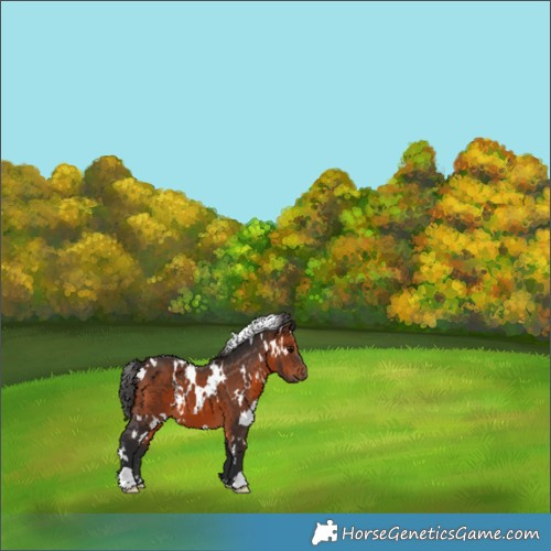 Horse Color:White Spotted Brown 