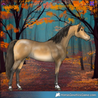 Horse Color:Buckskin 