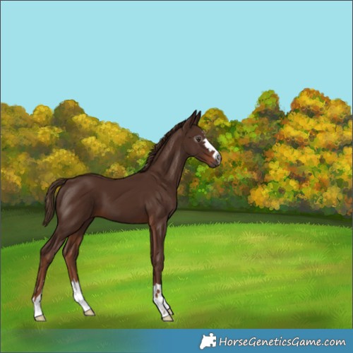 Horse Color:Gray Chestnut 