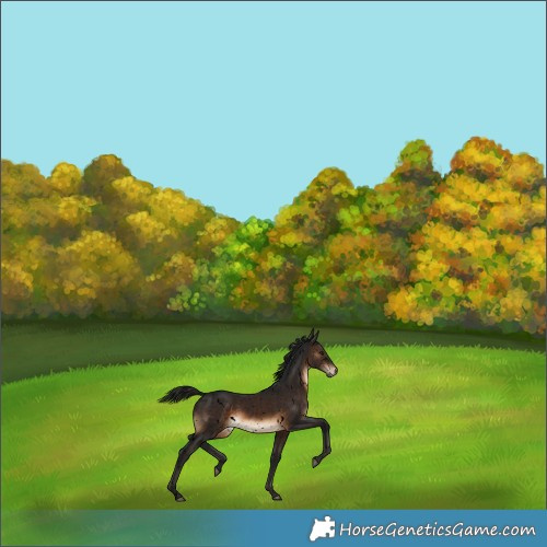 Horse Color:Gray Void White Spotted Brown Appaloosa Rabicano 