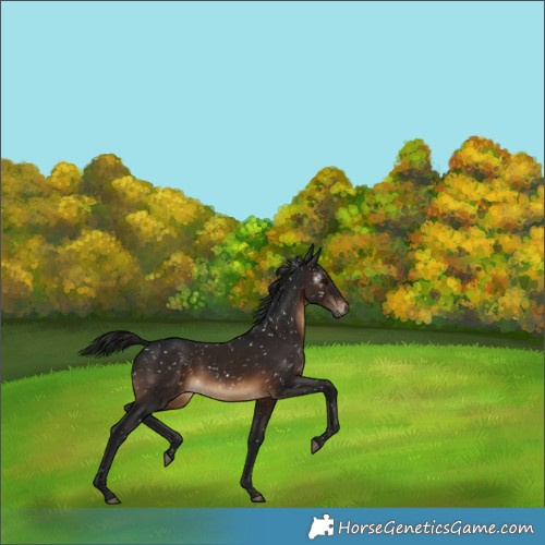 Horse Color:Gray Brown Snowflake VarnishRabicano 