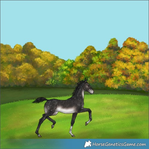 Horse Color:Gray Platinum Brown Tobiano Snowflake VarnishRabicano 