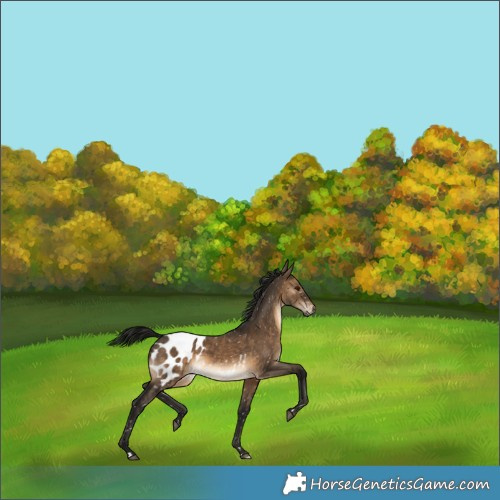 Horse Color:Gray Brown Dun Blanket Rabicano 