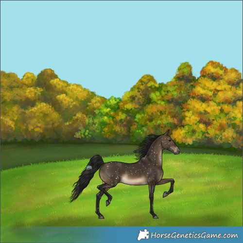 Horse Color:Gray Brown Dun Snowflake VarnishRabicano 