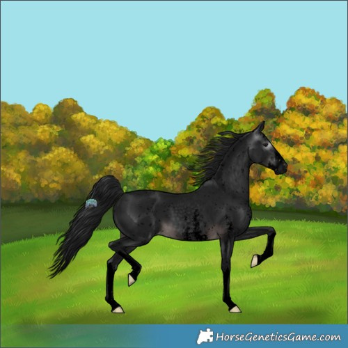 Horse Color:Gray Void Platinum Brown Sabino Splash Snowflake Varnish