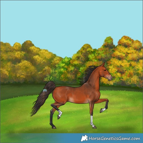 Horse Color:Bay Tobiano 