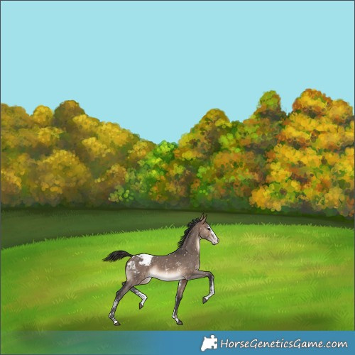 Horse Color:Brown Dun Sabino Blanket Rabicano 