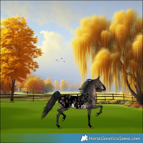 Horse Color:Gray Void Platinum White Spotted Brown Dun Splash Appaloosa and Void White Spotted Brown Splash Tobiano Appaloosa