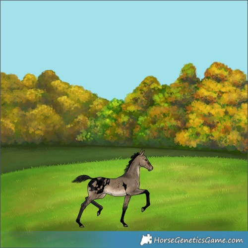 Horse Color:Gray Void Brown Dun Tobiano Blanket 