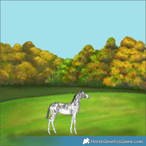 Horse Color:Gray Platinum White Spotted Brown Dun Sabino 