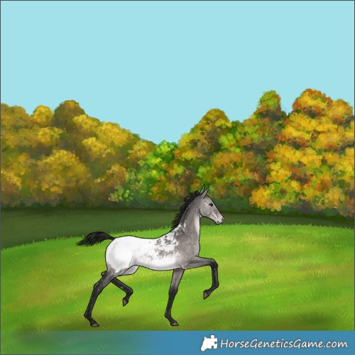 Horse Color:Gray Platinum Bay Dun Snowcap Rabicano 