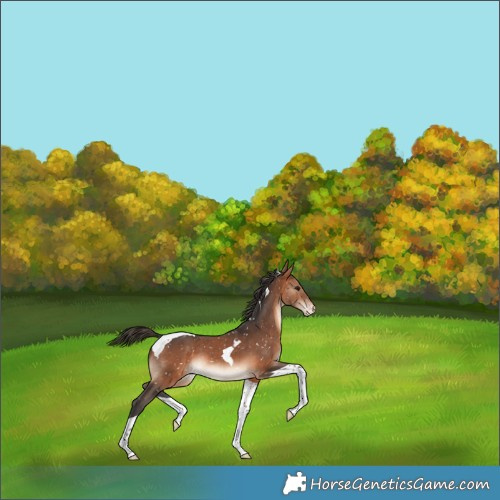 Horse Color:Bay Tobiano Appaloosa 