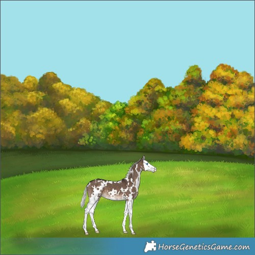 Horse Color:White Spotted Silver Brown Dun Splash 