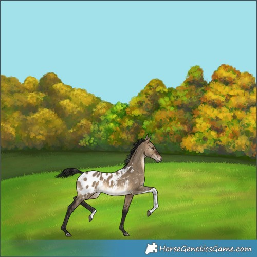 Horse Color:Gray Brown Dun Tobiano Blanket Rabicano 