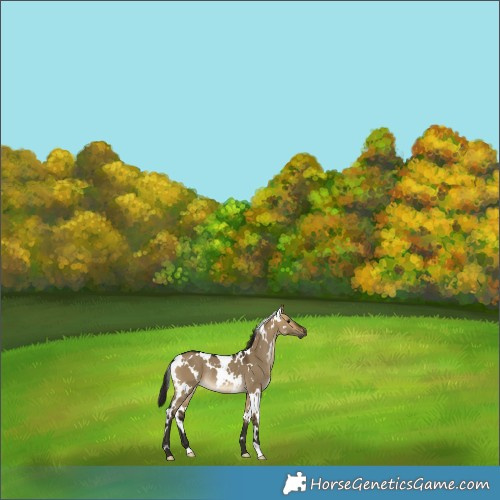 Horse Color:Gray White Spotted Buckskin Dun Rabicano 