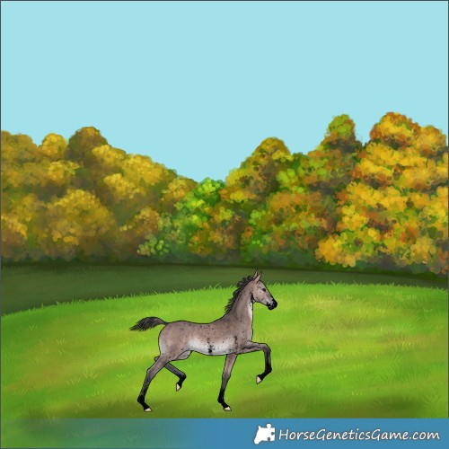 Horse Color:Void Platinum Bay Sabino Snowflake Varnish