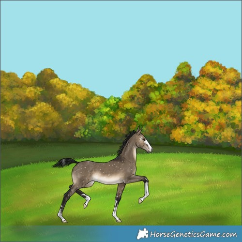 Horse Color:Gray Brown Dun Snowflake Varnish