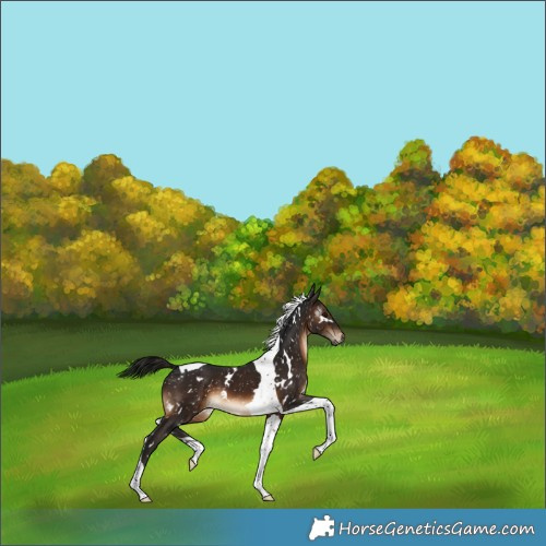 Horse Color:Gray White Spotted Brown Tobiano Snowflake Varnish 