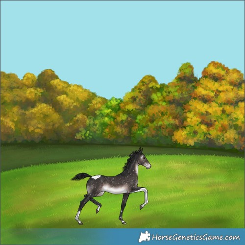Horse Color:Gray Platinum Brown Tobiano Appaloosa 