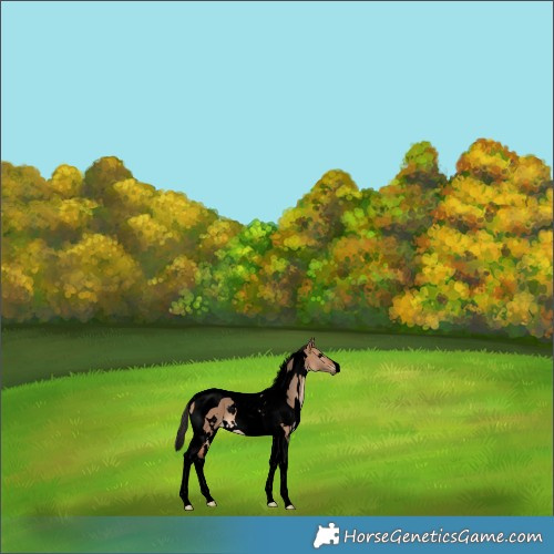 Horse Color:Void White Spotted Bay Dun Tobiano 