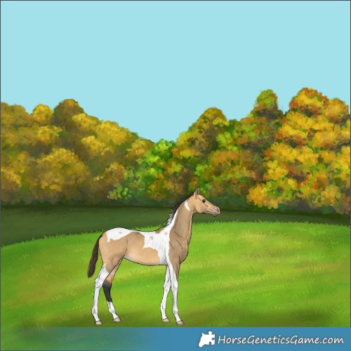 Horse Color:Buckskin Dun Tobiano 