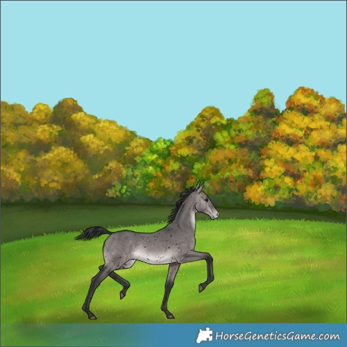 Horse Color:Void Platinum Brown Dun Snowflake Varnish 