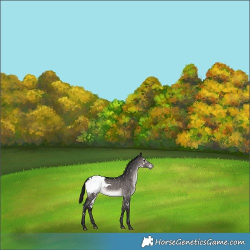 Horse Color:Gray Platinum White Spotted Brown Dun Snowcap Rabicano 