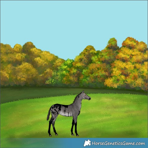 Horse Color:Gray Void Platinum Buckskin Dun Sabino Tobiano Blanket 