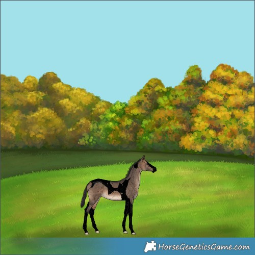 Horse Color:Void Brown Dun Splash Tobiano Snowflake Varnish 