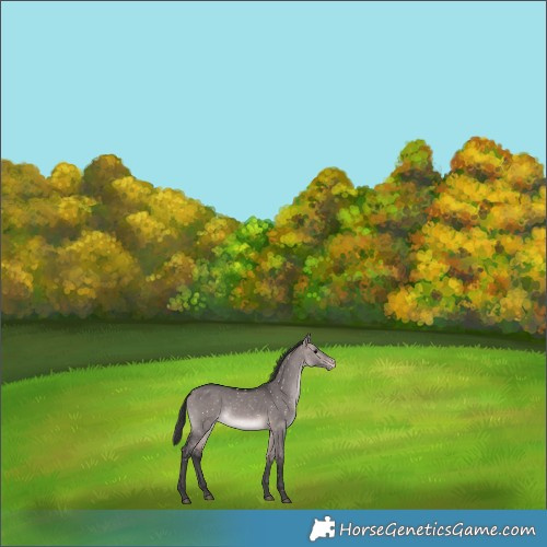 Horse Color:Platinum Bay Dun Snowflake Varnish 