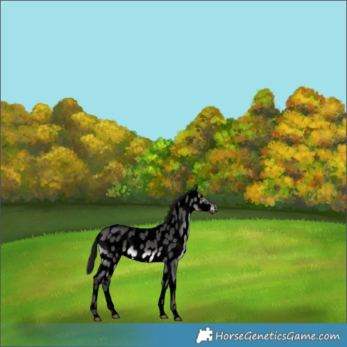 Horse Color:Gray Void Platinum Buckskin Dun Sabino Near Leopard 