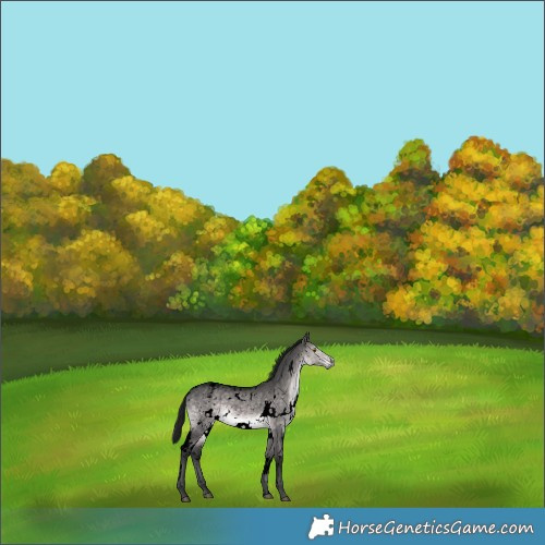 Horse Color:Gray Void Platinum White Spotted Buckskin Dun Snowflake Varnish