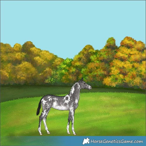 Horse Color:Gray Platinum White Spotted Brown Dun Sabino Snowflake VarnishRabicano 