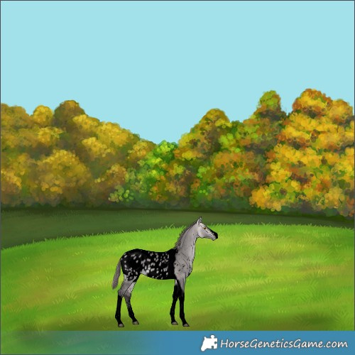 Horse Color:Void Platinum Buckskin Dun Sabino Tobiano Blanket 