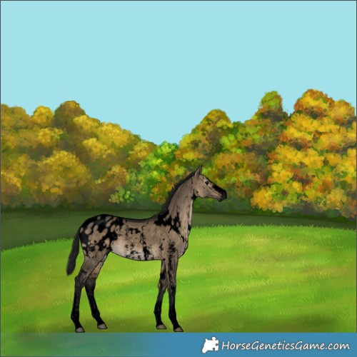Horse Color:Gray Void White Spotted Brown Dun Sabino Blanket Rabicano 