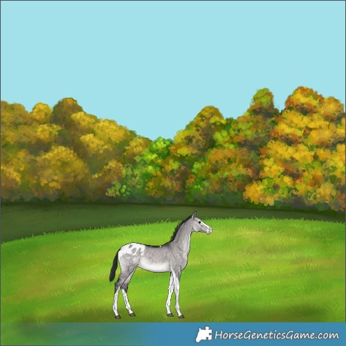 Horse Color:Platinum Brown Dun Splash Tobiano Blanket 
