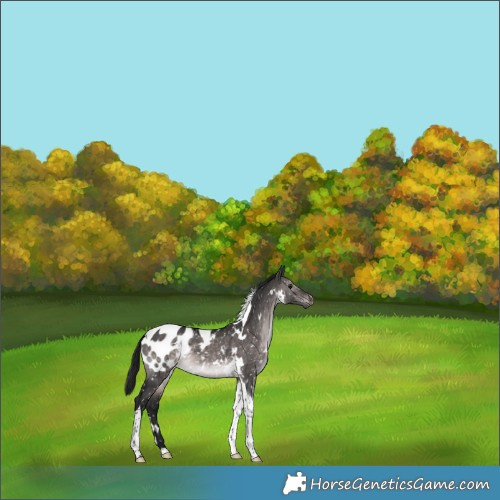 Horse Color:Gray Platinum White Spotted Brown Dun Tobiano Blanket 