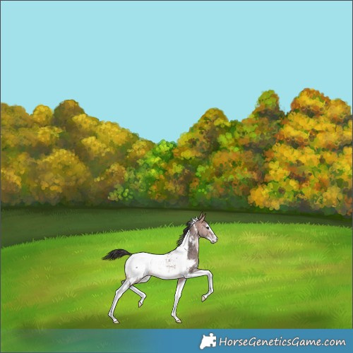 Horse Color:Platinum Bay Sabino Tobiano Snowcap 