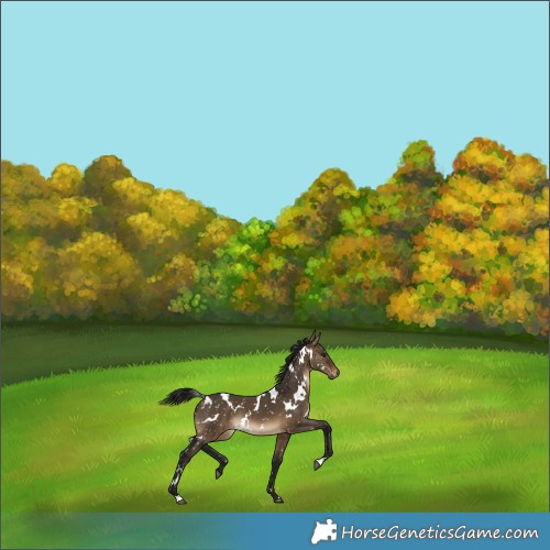 Horse Color:Gray White Spotted Bay Dun Appaloosa 