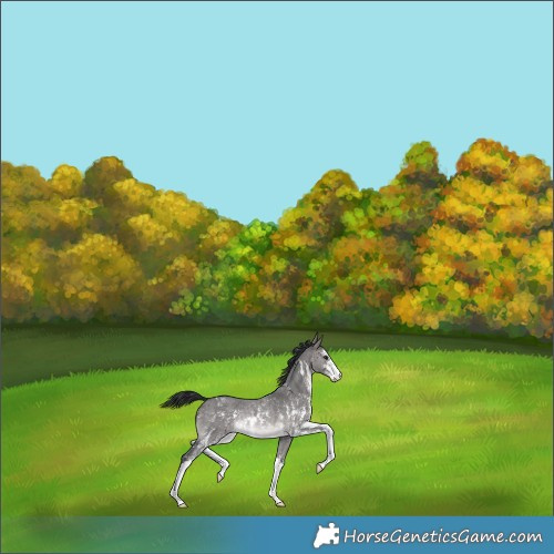 Horse Color:Platinum Brown Dun Sabino Rabicano 