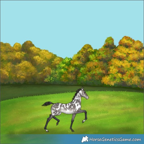 Horse Color:Platinum Brown Dun Appaloosa Rabicano 