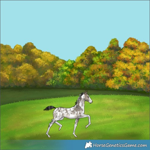 Horse Color:Gray White Spotted Brown Dun Sabino Blanket Rabicano 