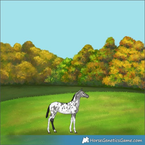 Horse Color:Gray Platinum Brown Dun Tobiano Near Leopard Rabicano 