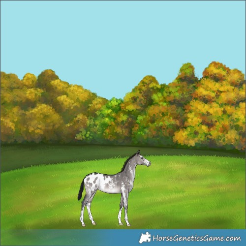 Horse Color:Gray Platinum Bay Dun Sabino Blanket 