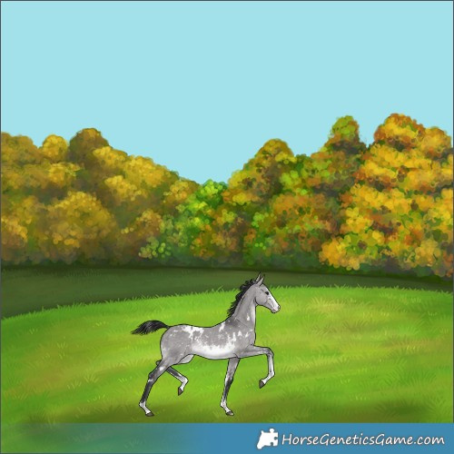 Horse Color:Platinum White Spotted Brown Dun Sabino Snowflake Varnish 