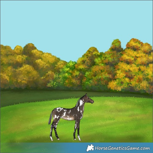 Horse Color:Gray White Spotted Brown Dun Snowflake Varnish Rabicano 