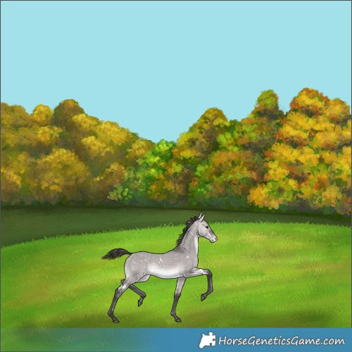Horse Color:Platinum White Spotted Bay Dun Snowflake Varnish
