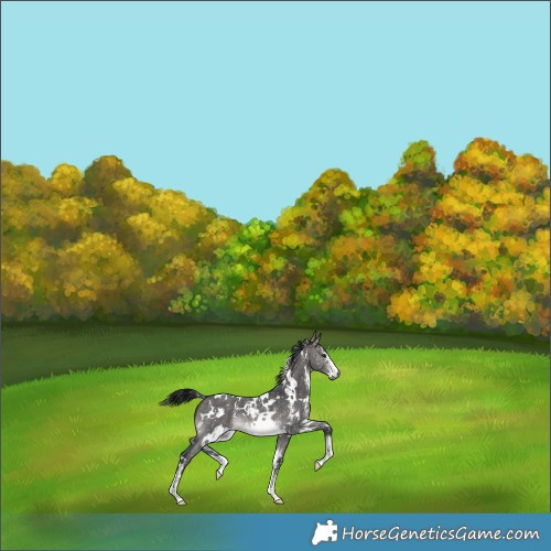 Horse Color:Gray Platinum White Spotted Brown Dun Sabino Appaloosa 