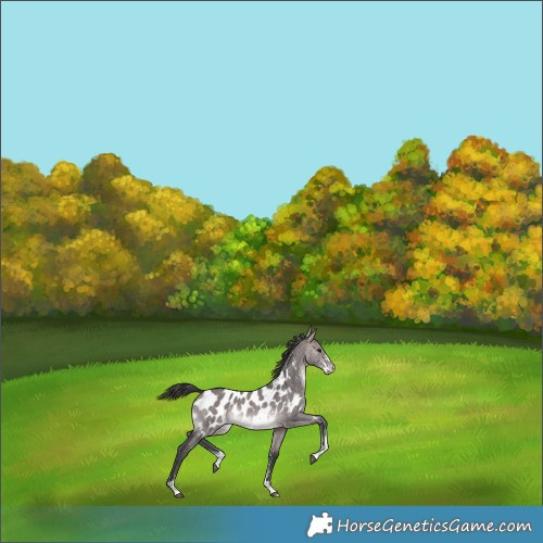 Horse Color:Platinum Bay Dun Sabino Appaloosa 