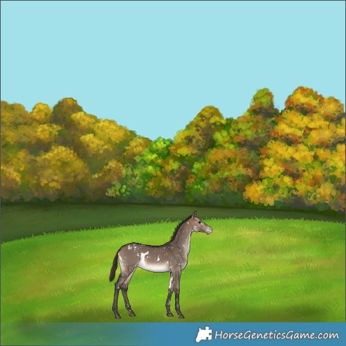 Horse Color:White Spotted Bay Dun Appaloosa 